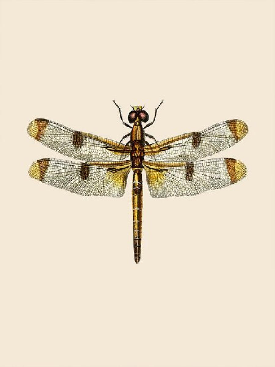 Vintage Dragonfly Natural Hist - Photography History のレビューと価格